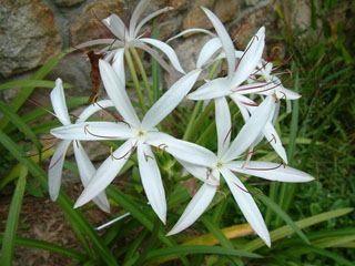 Crinum Americanum